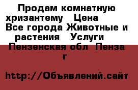 Продам комнатную хризантему › Цена ­ 250 - Все города Животные и растения » Услуги   . Пензенская обл.,Пенза г.